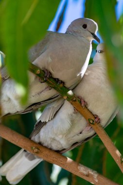 İki kanarya güvercini ağaçta oturuyor, Kanarya 'ya özgü kuş yaklaşıyor.