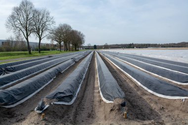 Hollanda, Almanya 'daki beyaz kuşkonmaz tarlalarında yeni sezon plastik filmlerle dolu. Beyaz kuşkonmaz sebzesi yetişiyor.