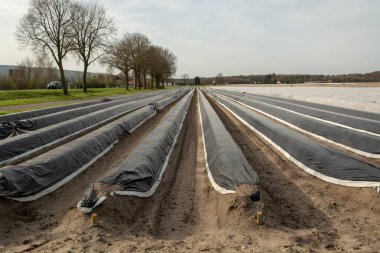 Hollanda, Almanya 'daki beyaz kuşkonmaz tarlalarında yeni sezon plastik filmlerle dolu. Beyaz kuşkonmaz sebzesi yetişiyor.