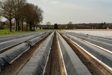 Hollanda, Almanya 'daki beyaz kuşkonmaz tarlalarında yeni sezon plastik filmlerle dolu. Beyaz kuşkonmaz sebzesi yetişiyor.