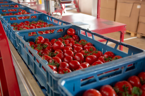 Sorting and packaging line of fresh ripe red tomatoes on vine in Dutch greenhouse, bio farming