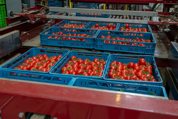 Sorting and packaging line of fresh ripe red tomatoes on vine in Dutch greenhouse, bio farming