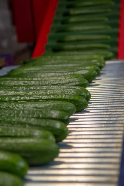 輸送のための大きな熟した長い緑のキュウリの梱包 オランダのバイオ農業 — ストック写真