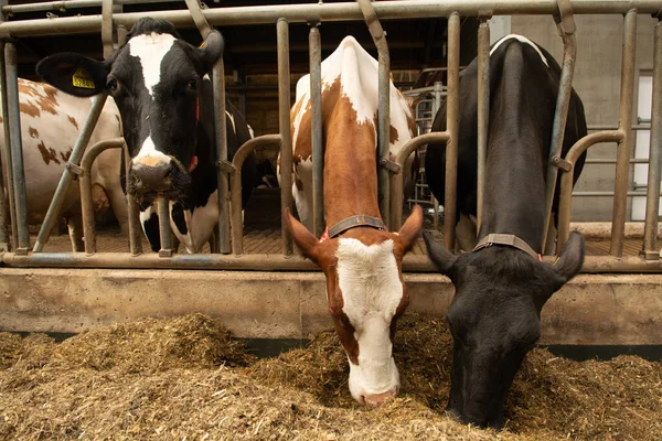 Vaca Lechera Grande Granja Establo Cerca — Foto de Stock