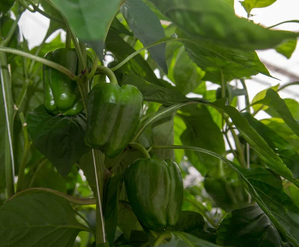 Nagy Érett Édes Zöldpaprika Paprika Üvegházban Termesztve Biotermesztés Hollandiában — Stock Fotó