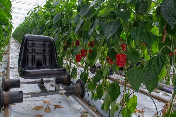 Große Reife Süße Paprikaschoten Roter Paprika Die Glasgewächshaus Wachsen Biolandbau — Stockfoto