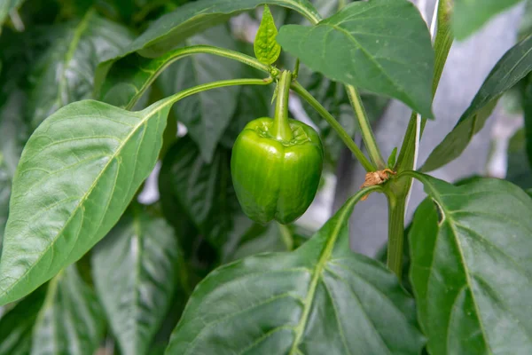 Nagy Érett Édes Zöldpaprika Paprika Üvegházban Termesztve Biotermesztés Hollandiában — Stock Fotó