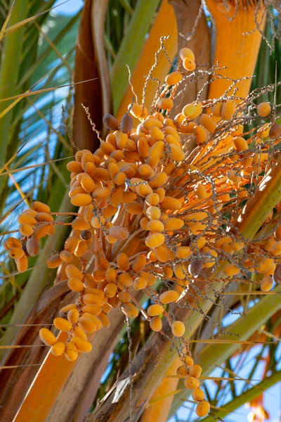Куча Плодов Бархи Растущих Тропических Пальмах Вблизи — стоковое фото