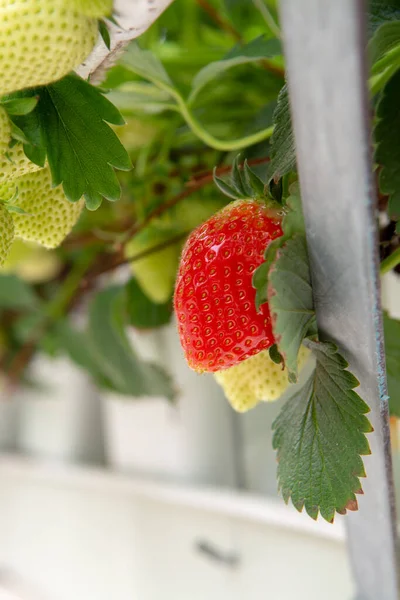 Biolandbau Den Niederlanden Holländisches Glasgewächshaus Mit Erdbeerpflanzen Die Hochbeeten Wachsen — Stockfoto