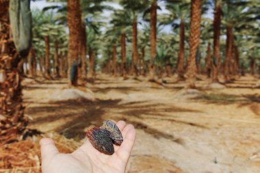 Phoenix Dactylifera çiftliği, genellikle Arava ve Negev çöllerinde hurma ağaçları veya hurma ağaçları olarak bilinir, tatlı ve lezzetli Medjool hurma meyveleri yetiştirme