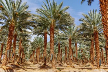 Phoenix Dactylifera çiftliği, genellikle Arava ve Negev çöllerinde hurma ağaçları veya hurma ağaçları olarak bilinir, tatlı ve lezzetli Medjool hurma meyveleri yetiştirme