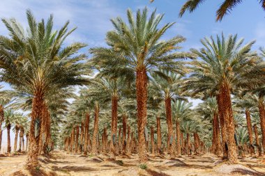 Phoenix Dactylifera çiftliği, genellikle Arava ve Negev çöllerinde hurma ağaçları veya hurma ağaçları olarak bilinir, tatlı ve lezzetli Medjool hurma meyveleri yetiştirme