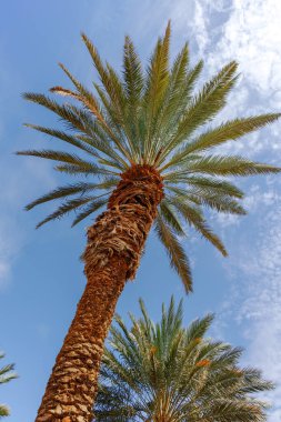 Phoenix Dactylifera çiftliği, genellikle Arava ve Negev çöllerinde hurma ağaçları veya hurma ağaçları olarak bilinir, tatlı ve lezzetli Medjool hurma meyveleri yetiştirme