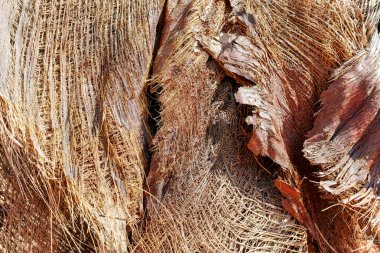 Phoenix Dactylifera kabuğu, genellikle Arava ve Negev çöllerinde hurma ağaçları veya hurma ağaçları olarak bilinir, tatlı ve lezzetli Medjool meyvelerinin yetiştirilmesi yakın