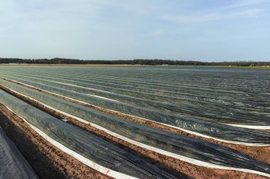 Hollanda, Almanya 'daki beyaz kuşkonmaz tarlalarında yeni sezon plastik filmlerle dolu. Beyaz kuşkonmaz sebzesi yetişiyor.