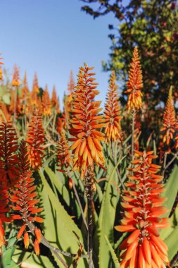 Aloe-vera bitkisinin renkli çiçekleri.