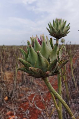 Mayıs, Apulia, İtalya 'da hasat sonrasında tarım alanında tomurcuk ve çiçeklerle enginar bitkileri