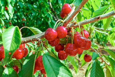 İtalya, Apulia 'da kiraz ağacının başkenti Cipy Turi yakınlarında taze kiraz meyveleriyle kiraz ağacı bahçesi.