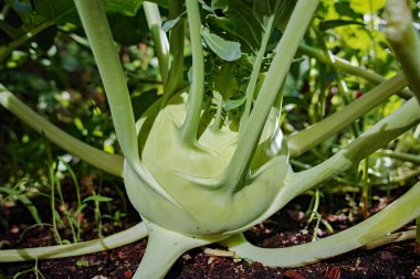 Çiftlik bahçesinde yetişen organik yeşil kohlrabi lahanası, yeni hasat, sağlıklı gıda konsepti