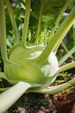 Çiftlik bahçesinde yetişen organik yeşil kohlrabi lahanası, yeni hasat, sağlıklı gıda konsepti