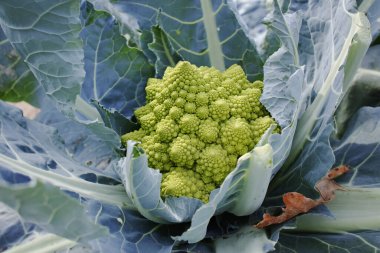 Olgun yeşil Romanesco brokoli veya Roma karnabaharı, Brokolo Romanesco, tarlada yetişen Romanesk karnabaharı, yeni hasat