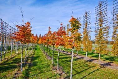 Hollanda 'da fidanlıkta yetişen eskimiş dekoratif kızılağaç ağaçları.