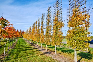 Hollanda 'da fidanlıkta yetişen eskimiş dekoratif kızılağaç ağaçları.