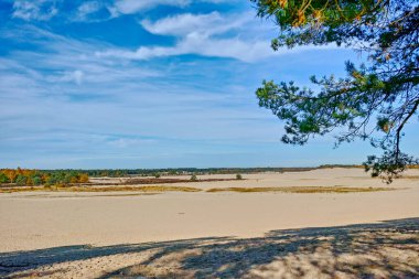 Sarı kum tepeleri, ağaçlar, bitkiler ve mavi gökyüzü olan çöl manzarası Kuzey Brabant, Hollanda 'daki Ulusal Park Druinse Duinen