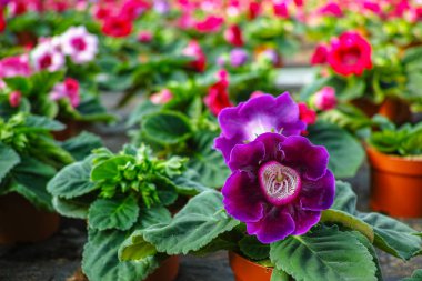 Gloxinia çiçek açan renkli bitkiler dekoratif ya da süs çiçeği olarak yetiştirilir, serada yetişir.