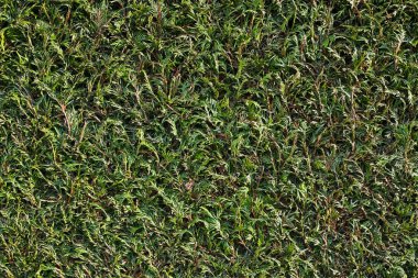 Doğa arka planı, budanmış thuja kozalaklı ağaç yeşil çit desenli duvar kağıdı.