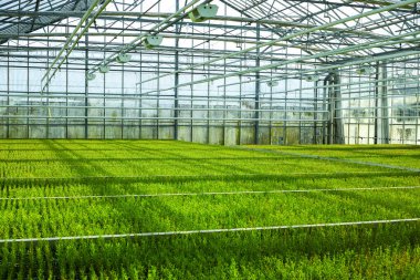 Cupressus makrocarpa Altın armalı kozalaklı ev Hollanda serasında yetişen genç bitkiler