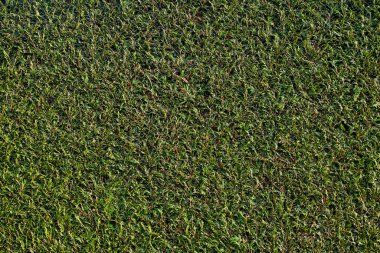 Doğa arka planı, budanmış thuja kozalaklı ağaç yeşil çit desenli duvar kağıdı.