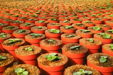 Gloxinia çiçek açan renkli bitkiler dekoratif ya da süs çiçeği olarak yetiştirilir, serada yetişir.