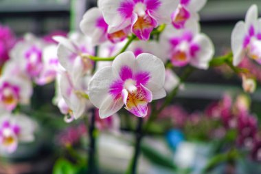Hollanda 'da ticaret ve dünya çapında ihracat için serada renkli tropikal çiçek açan orkide familyası Orchidaceae' nin yetiştirilmesi
