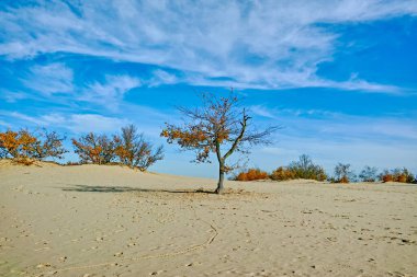 Sarı kum tepeleri, ağaçlar, bitkiler ve mavi gökyüzü olan çöl manzarası Kuzey Brabant, Hollanda 'daki Ulusal Park Druinse Duinen