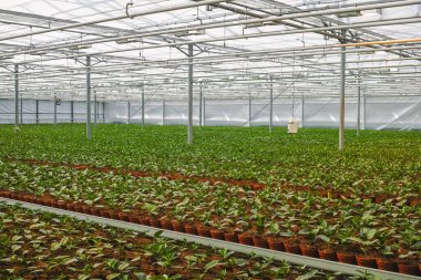 Stephanotis bitkisi veya Madagaskar yasemini, dekoratif ya da süs çiçeği olarak yetiştirilmiş, düğün buketlerinde popüler bir element, serada yetişiyor.