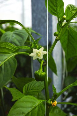 Tatlı yeşil çan biberi çiçekleri, kırmızı biber, cam serada yetişen, Hollanda 'da biyolojik tarım.