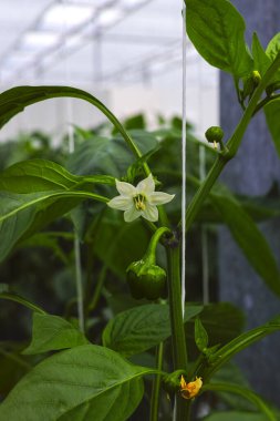 Tatlı yeşil çan biberi çiçekleri, kırmızı biber, cam serada yetişen, Hollanda 'da biyolojik tarım.