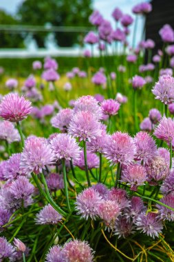 Bahçedeki Frenk soğanlarının yaz çiçekleri.