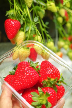 Hollanda serasında taze olgun büyük kırmızı çilek meyvesi hasadı.