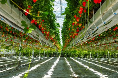 Sırayla olgun büyük kırmızı çilek bitkileriyle sera, hasat için hazır, tatlı organik dut