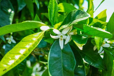 Meyve bahçesinde mevsimlik aromatik portakal ağacı çiçekleri