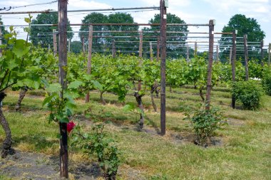 Hollanda 'daki organik üzüm bağları, lezzetli beyaz ve gül şarabı üretimi