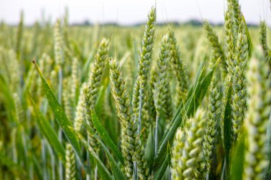 Biyolojik tarım, olgunlaşmamış yeşil buğday bitkileri tarlada büyüyor.