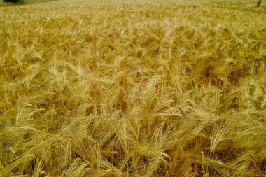 Biyo çiftçilik, tarlada yetişen olgun sarı buğday bitkileri, yakın hasat için readi, yiyecek arka planı