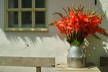 Büyük bir buket kırmızı gladiolus çiçeği eski süt kutusunda açık havada güneşli ışıklarda, Beyaz Saray duvarının yanında güzel bir süsleme