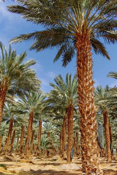 Phoenix Dactylifera Çiftliği Genellikle Arava Negev Çöllerinde Hurma Ağaçları Veya — Stok fotoğraf