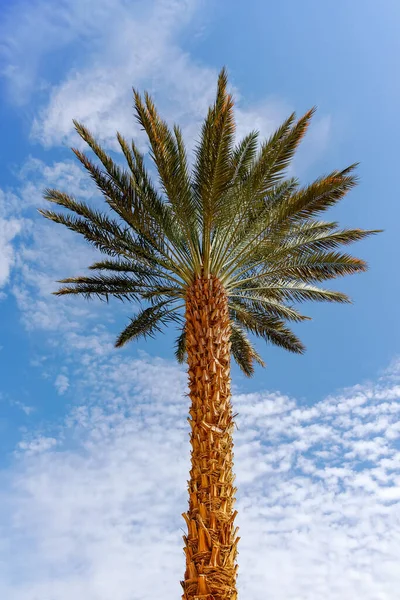 Plantación Phoenix Dactylifera Comúnmente Conocida Como Palmeras Datileras Desierto Arava — Foto de Stock