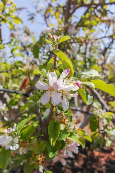 Прекрасные Розовые Яблони Цветут Весна Кибуце Пустыня Негев Солнечный Израиль — стоковое фото
