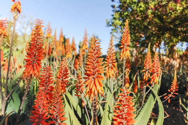Berkembang Warna Warni Tanaman Sukulen Herbal Aloe Vera — Stok Foto